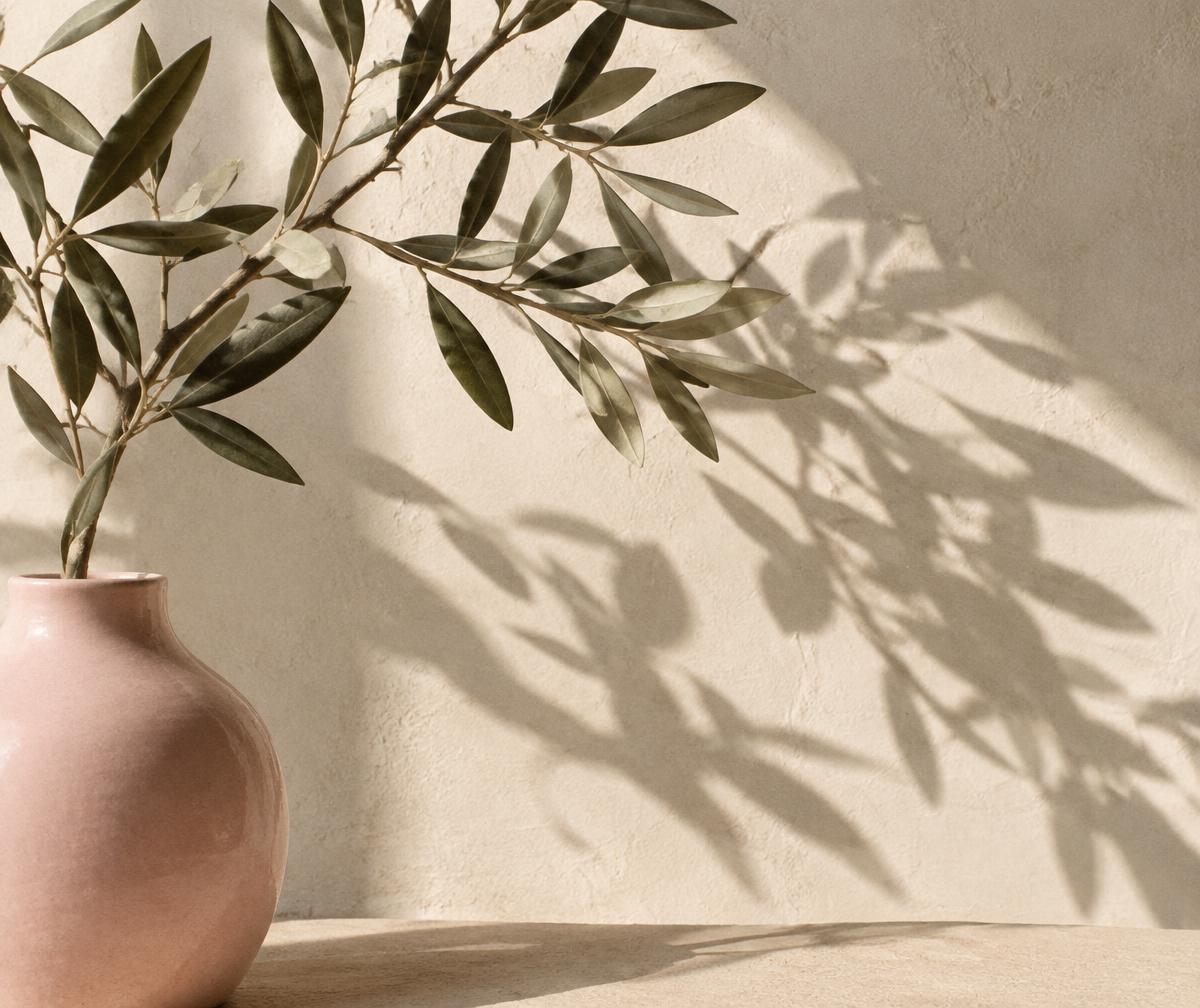 Olive leaves and soft sunlight on warm plaster